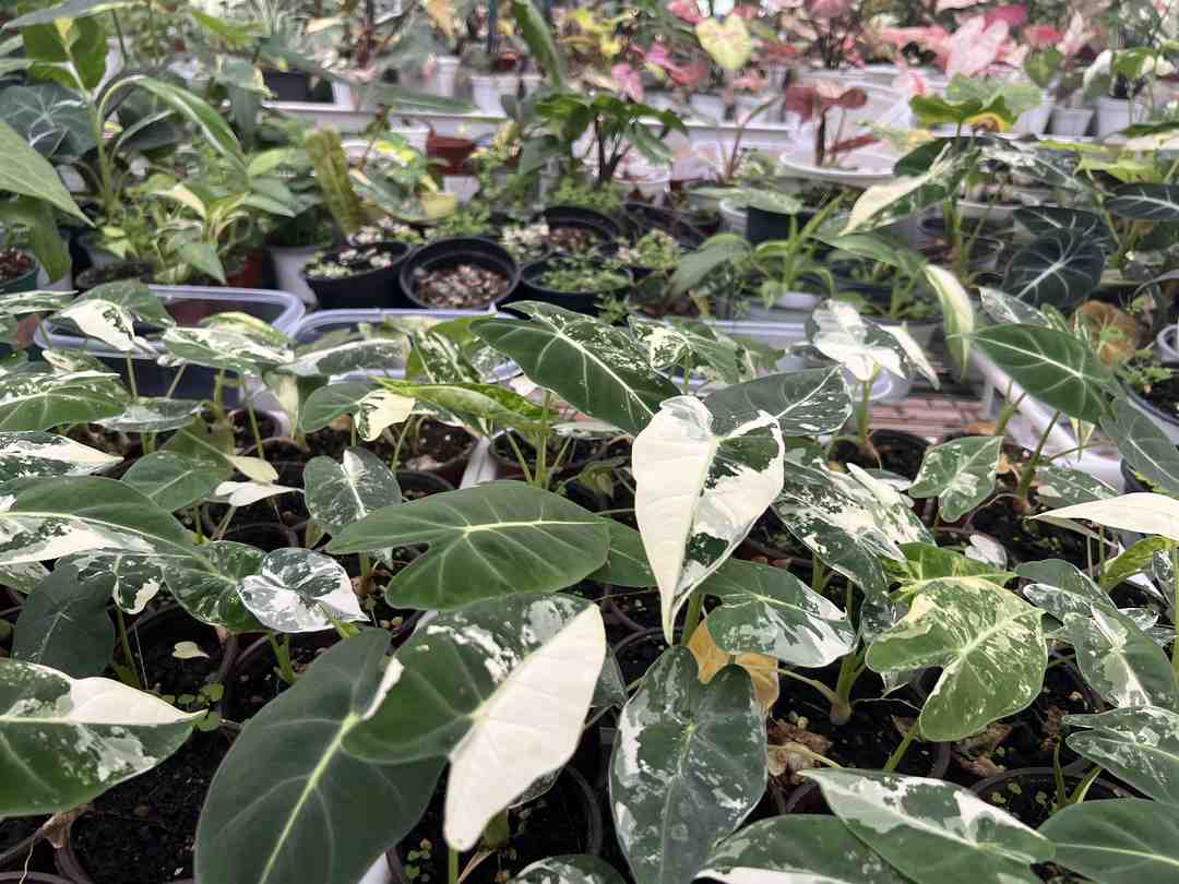 Tropical Plant Greenhouse Management: Why Vapor Pressure, Root-Zone Stability, and Airflow Determine Commercial Quality